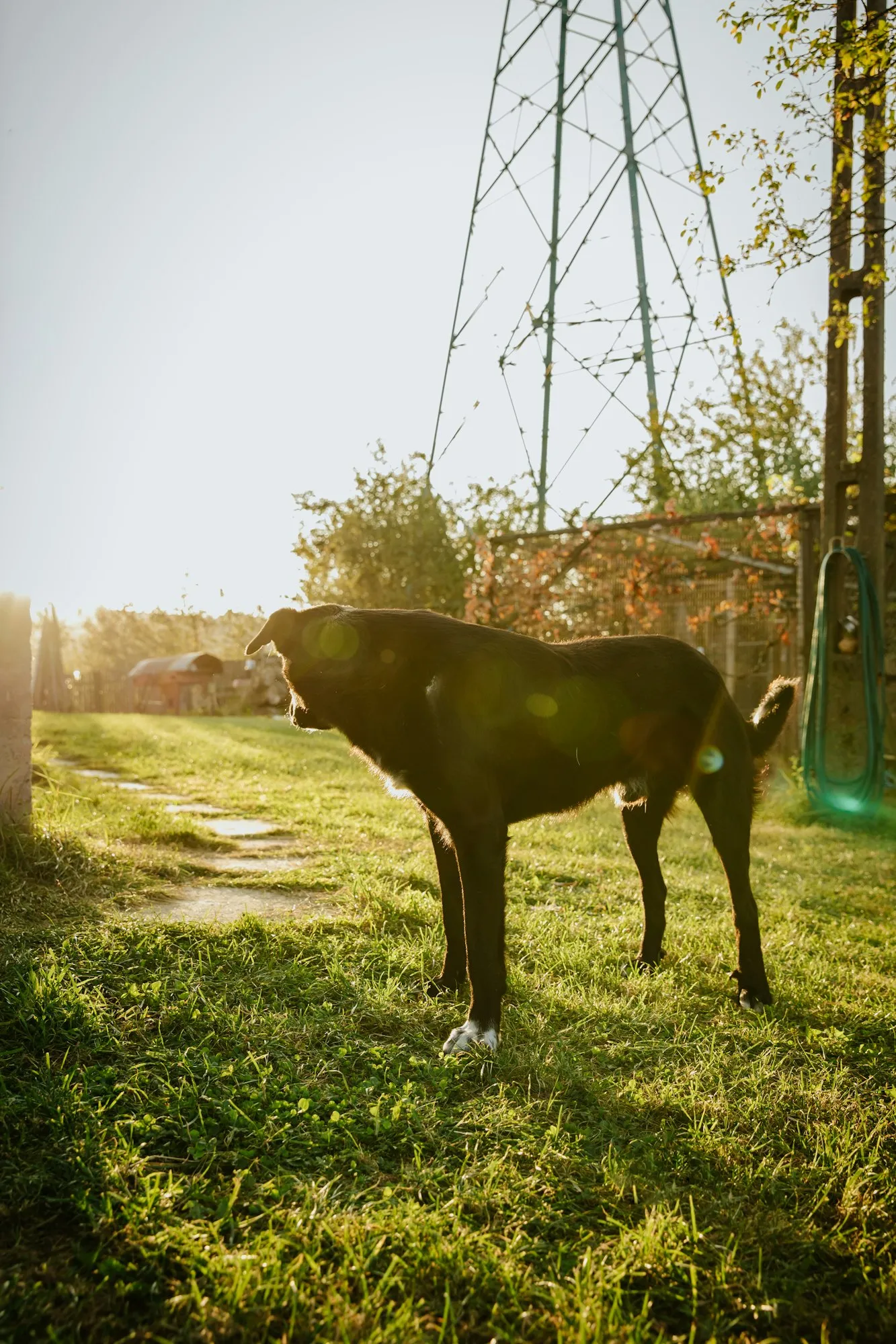 Dog standing on the grass of a fenced yard in low sunlight