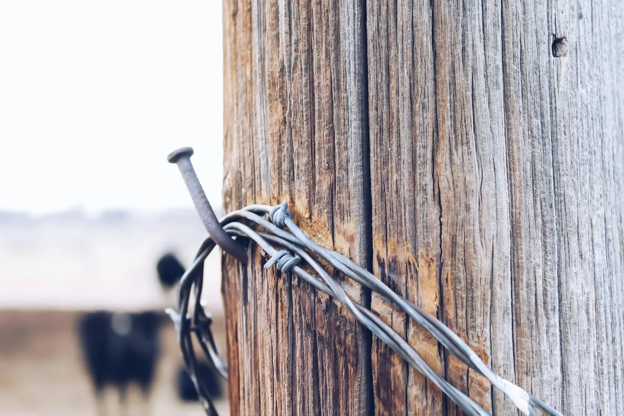 Barbed wire wrapped around a nail on a weathered wooden fence post