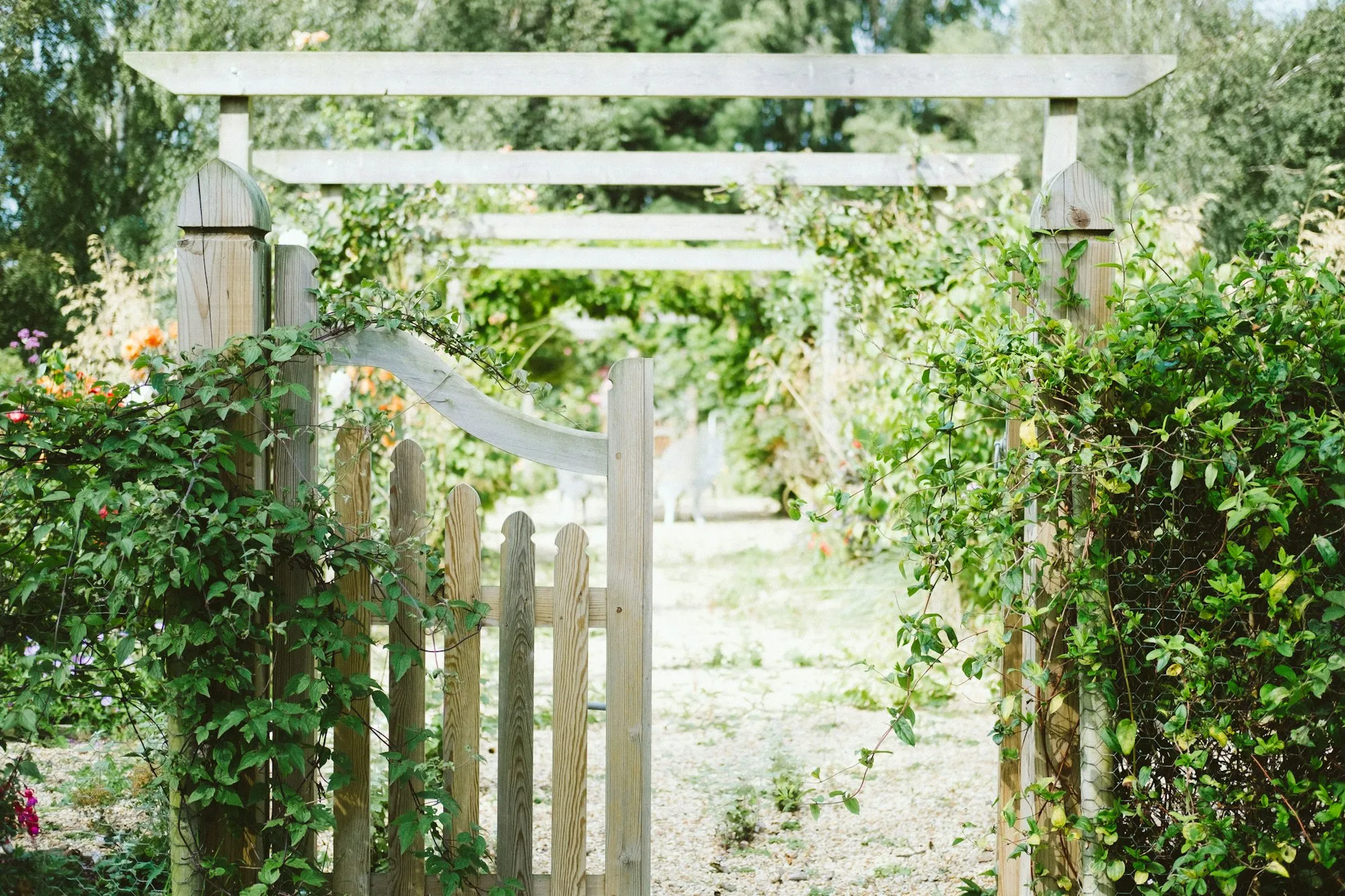 Wooden picket garden gate under an arbor, with climbing plants on both sides