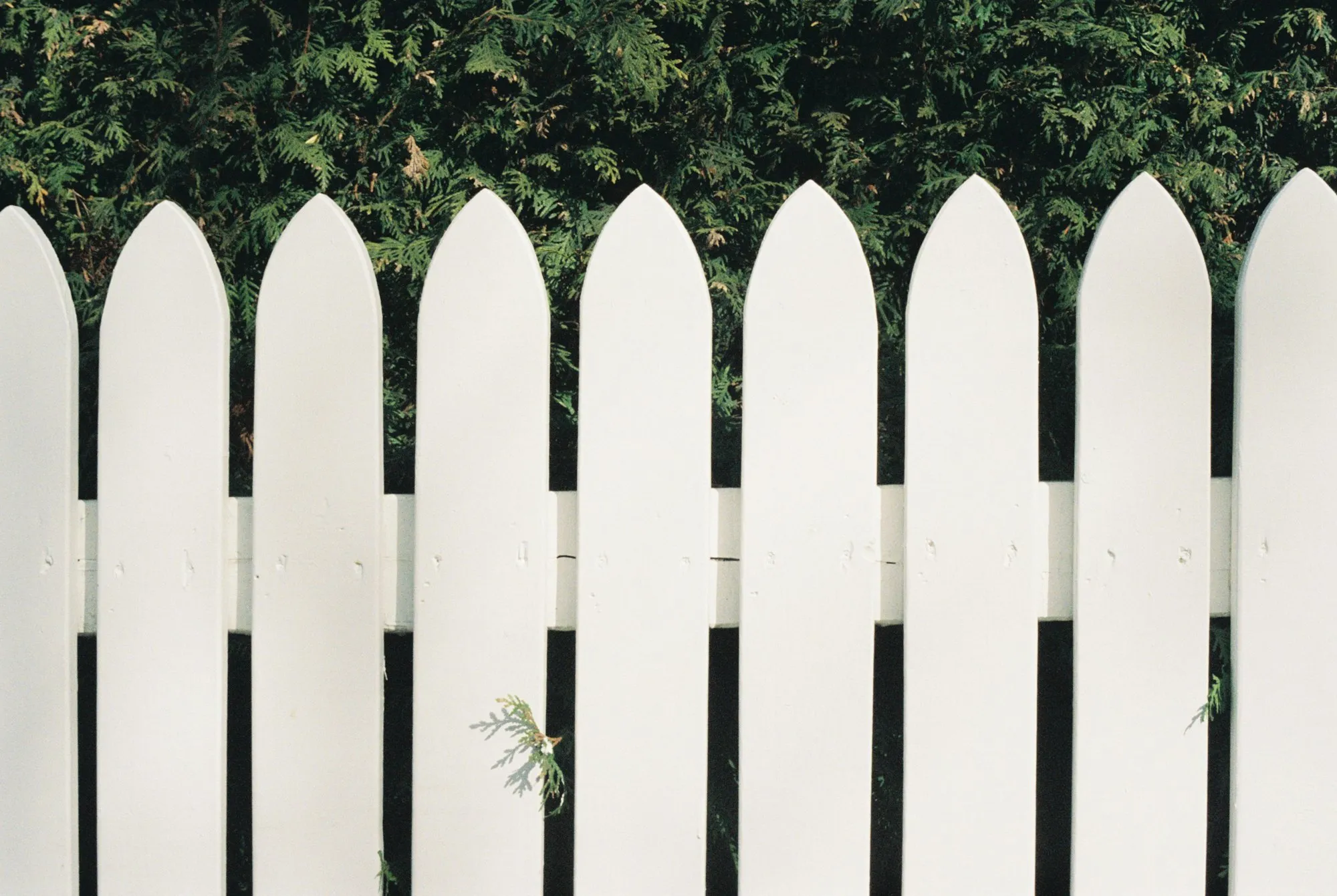 White picket fence in front of a dark green hedge