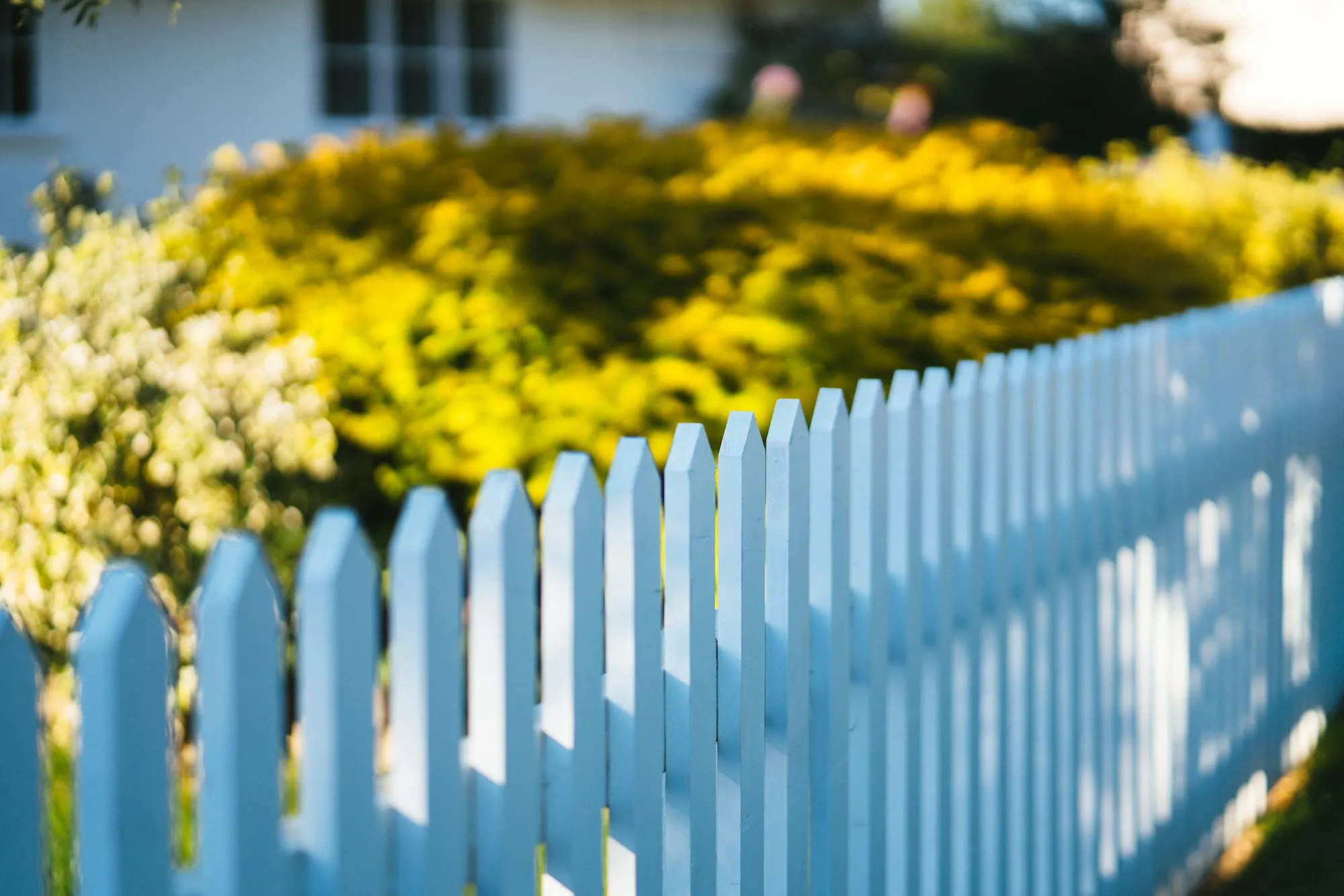 Light blue picket fence curving past yellow flowering shrubs
