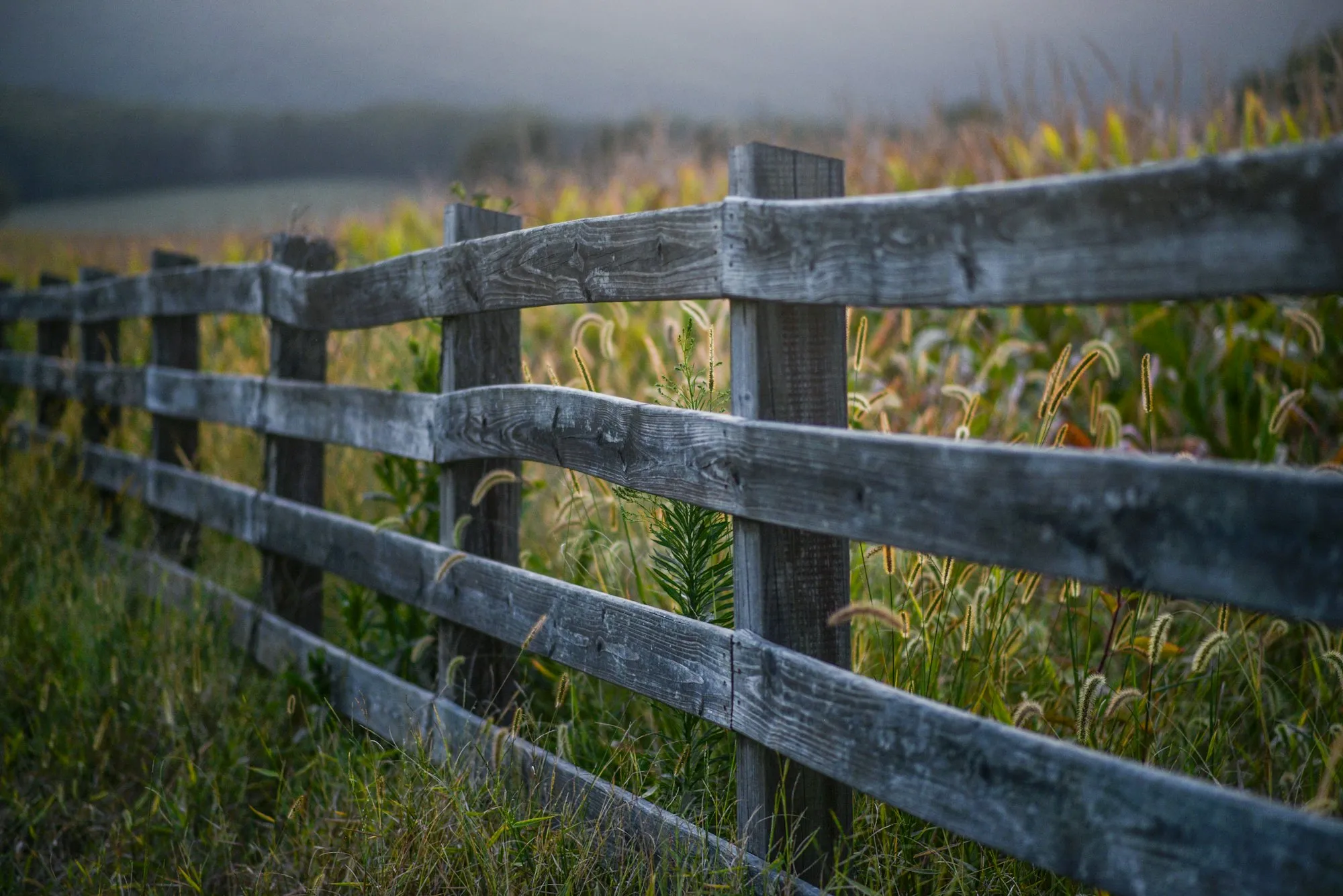 Weathered gray three-rail fence along a field of tall grass