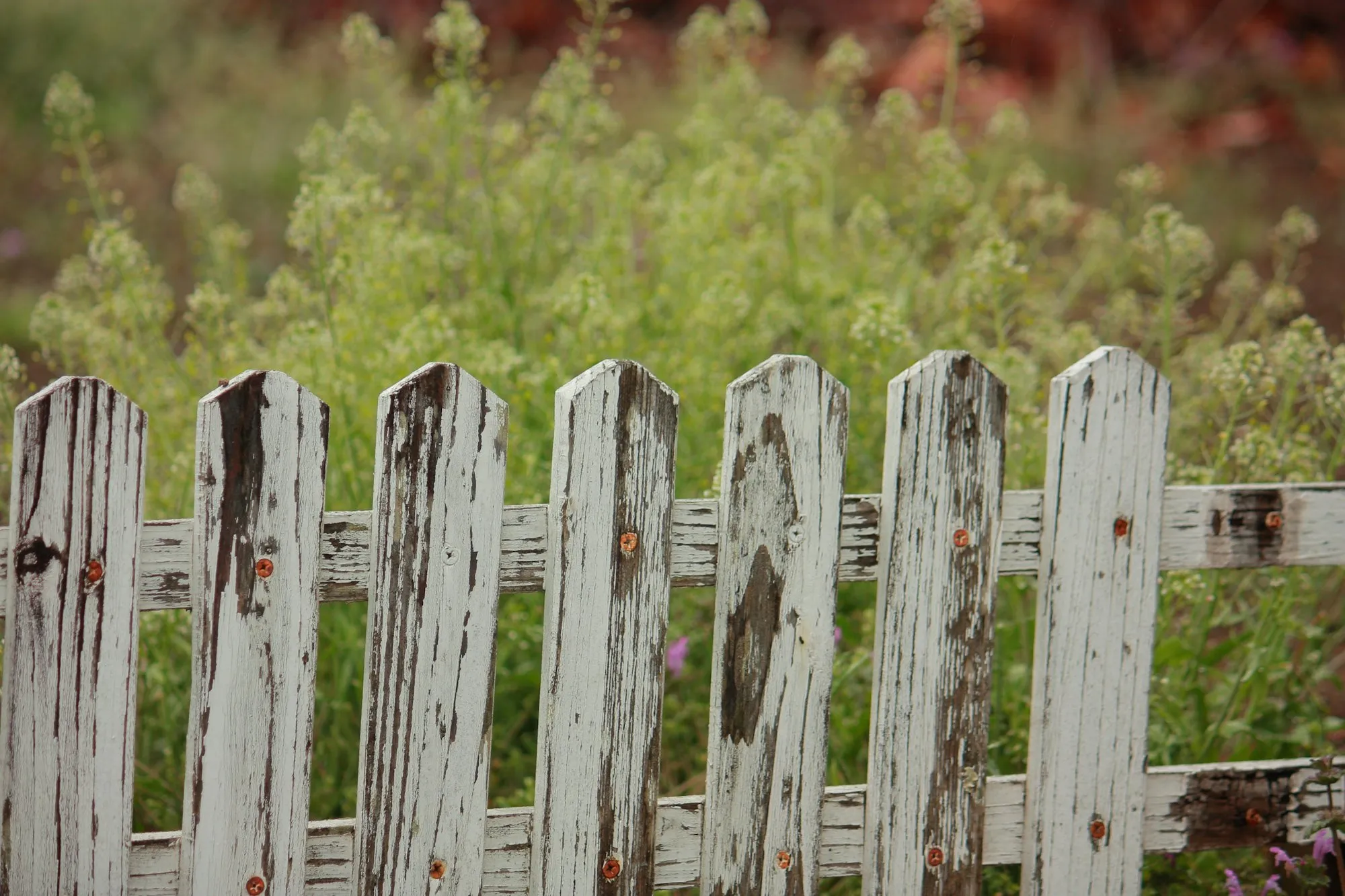 Old white picket fence with peeling paint in front of wild plants