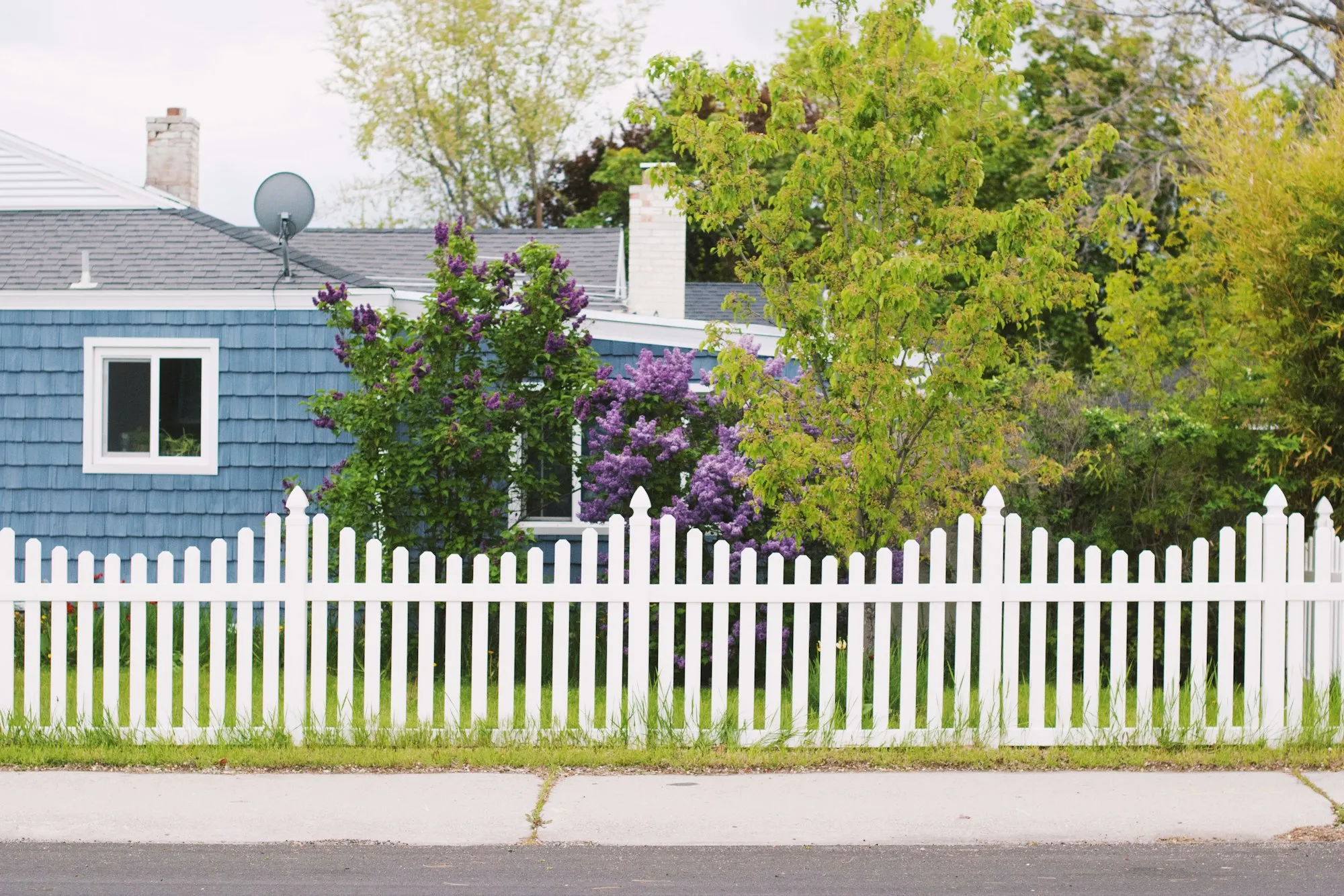 White scalloped picket fence in front of a blue shingled house with lilacs in bloom