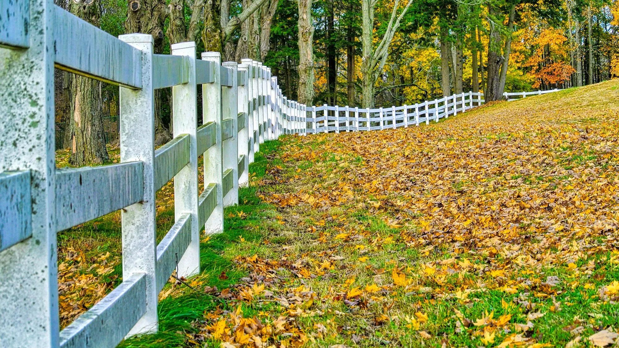 White post-and-rail fence curving along a slope covered in autumn leaves
