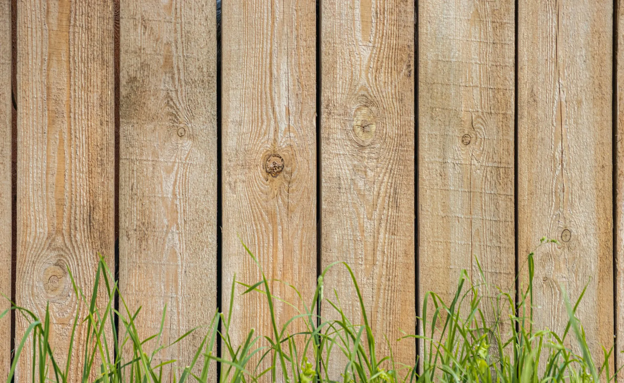 Close view of weathered wood fence boards with blades of grass in front
